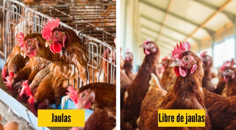 Empresas colombianas lideran ranking regional de transparencia en bienestar animal.