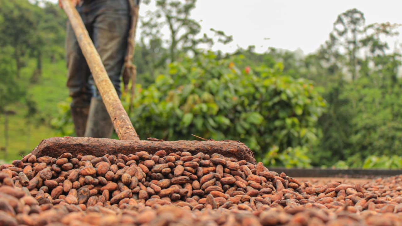 Producción de cacao llegó a las 34.889 toneladas en el primer semestre del 2020