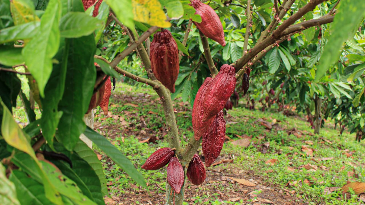 Ingreso de Colombia a la Organización Internacional del Cacao pasa el primer debate en el Senado