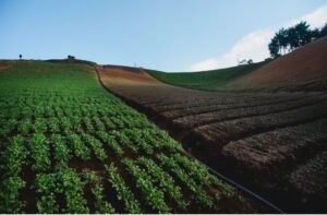 El hidrógeno podría reducir el costo de los fertilizantes en Colombia en medio de la volatilidad global.