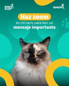 Bosa se protege: jornada gratuita de vacunación antirrábica para perros y gatos este 26 de junio.